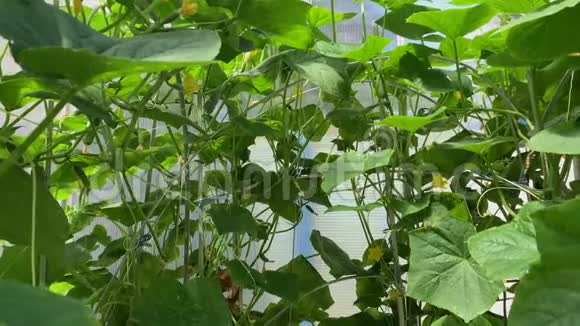 黄瓜芽和小黄瓜在温室里开花生长视频的预览图