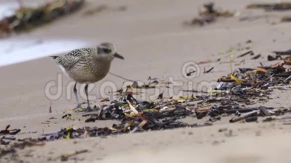 幼鸟幼鸟灰泥球冲积砂丘沿着沙岸散步找到食物并吃掉它视频的预览图
