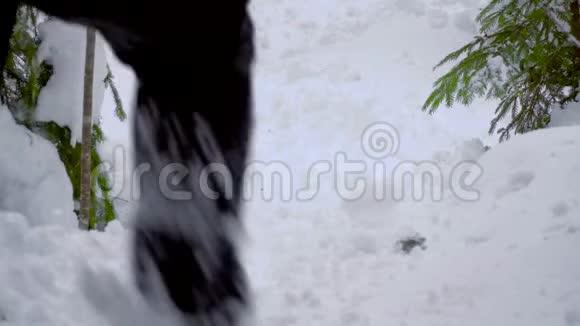 在冬天的森林里雄脚踏雪视频的预览图