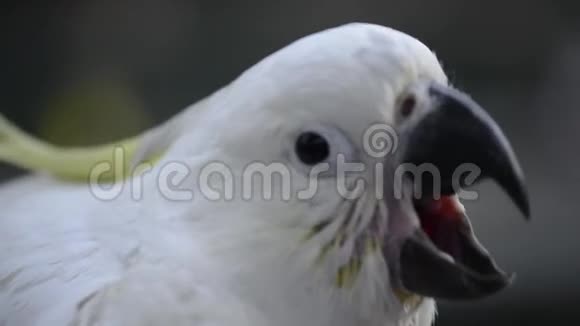 一只白色的鹦鹉视频的预览图