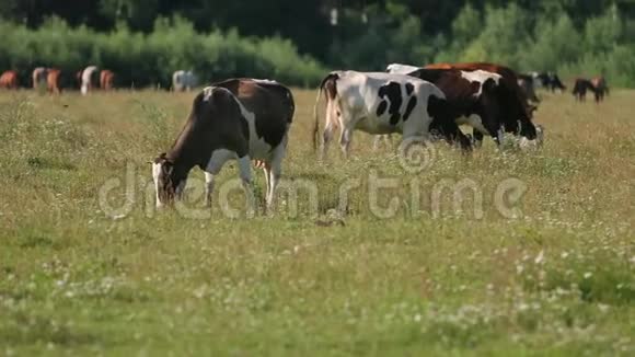 牛白黑棕色在田野上放牧动物吃青草视频的预览图