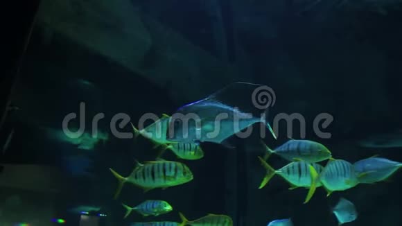水族馆里有蓝色和黄色条纹的鱼总计划视频的预览图