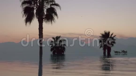棕榈树和山景前有一个反光的开放游泳池视频的预览图