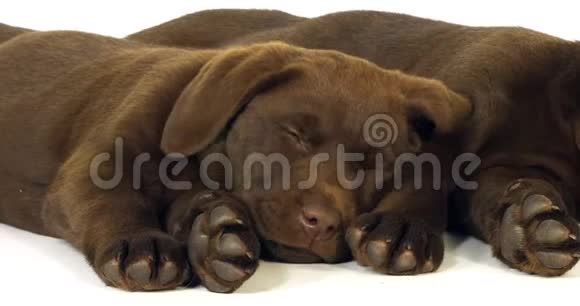棕色拉布拉多猎犬白色背景的小狗睡觉诺曼底慢动作视频的预览图