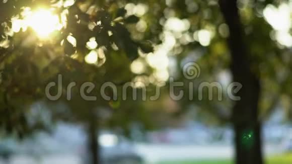 抽象的灯光树叶在公园里移动过往的汽车可以看到背景视频的预览图