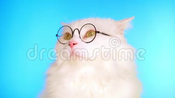 可爱的家庭宠物在圆形透明眼镜一只蓝色的毛猫视频的预览图