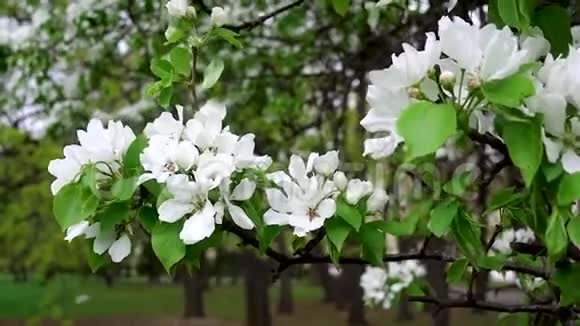 一棵苹果树枝开着白色的大花视频的预览图