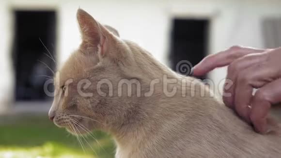 特写一位老妇人手抚摸一只乡村姜猫视频的预览图