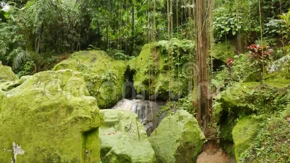 巨大的岩石覆盖着明亮的绿色苔藓和藤本视频的预览图