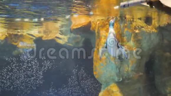企鹅游泳和一个游客一起玩水族馆视频的预览图