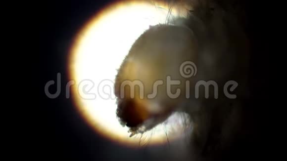 一只幼虫的头在显微镜下看到一只药店的甲虫视频的预览图