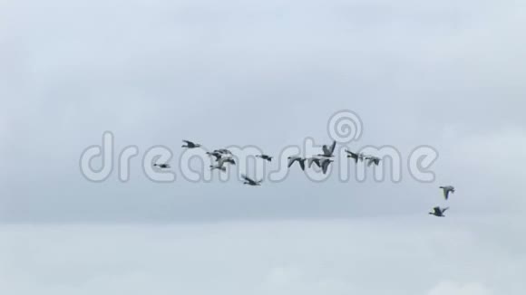 天空中的鹅在编队中飞翔视频的预览图