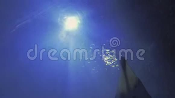 太阳照耀下的鲨鱼和黄貂鱼视频的预览图