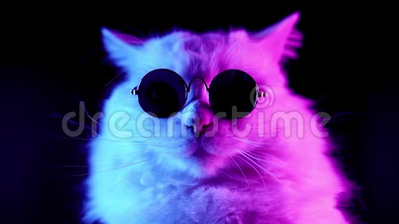 时尚眼镜中白色毛茸茸的猫的肖像演播室霓虹灯镜头视频的预览图