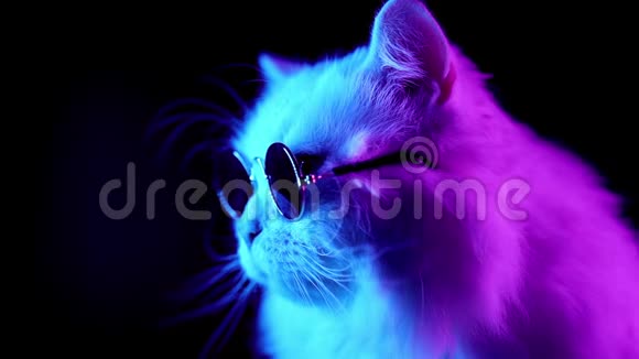 时尚眼镜中白色毛茸茸的猫的肖像演播室霓虹灯镜头视频的预览图
