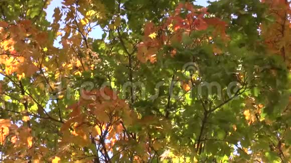 秋天的五颜六色的叶子在微风中视频的预览图