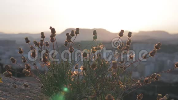 一座山的植物与傍晚阿利坎特全景的特写视频的预览图
