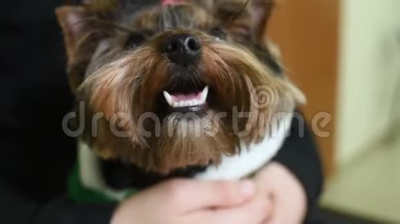 可爱有趣的约克郡猎犬头上有彩色的弹性担架视频的预览图