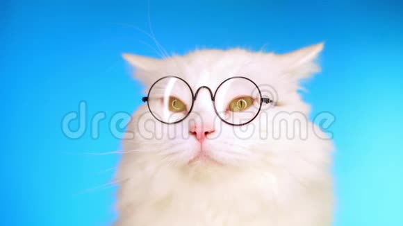 可爱的家庭宠物在圆形透明眼镜一只蓝色的毛猫视频的预览图