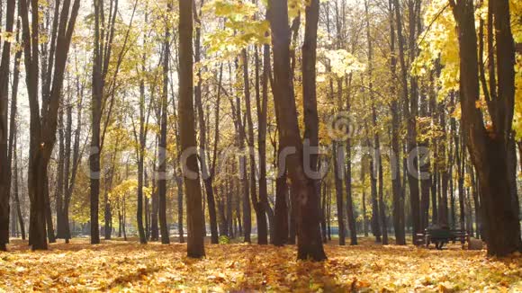 秋天的枫叶躺在城市公园里在阳光明媚的日子里树叶落在森林里美丽的自然背景视频的预览图