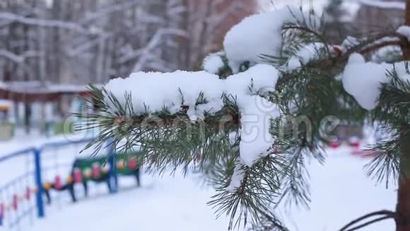 城市公园模糊背景下云杉覆盖雪的分支女手摇雪从云杉枝视频的预览图