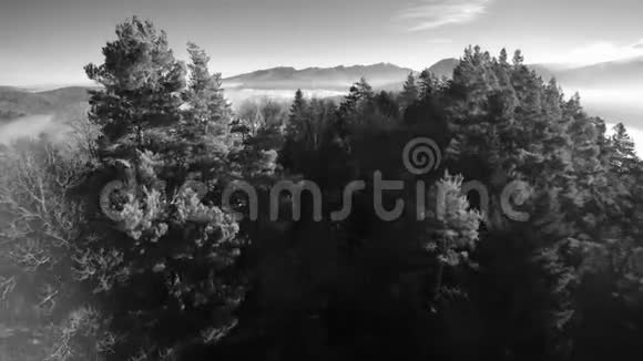 用杉树覆盖一座山发现一片云海和其他山峰美丽的黑白风景和一个晚视频的预览图