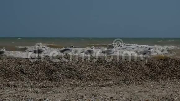 海鸥坐在贝壳的沙滩上视频的预览图