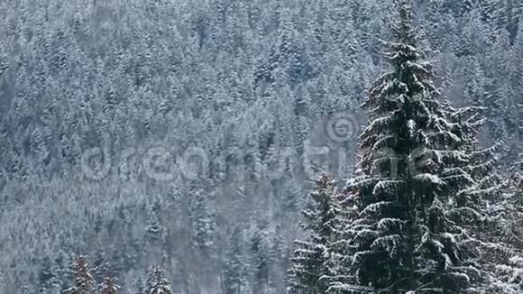 云杉和松树的树冠和覆盖着雪的树枝雪杉林中的冬日山峦叠嶂视频的预览图