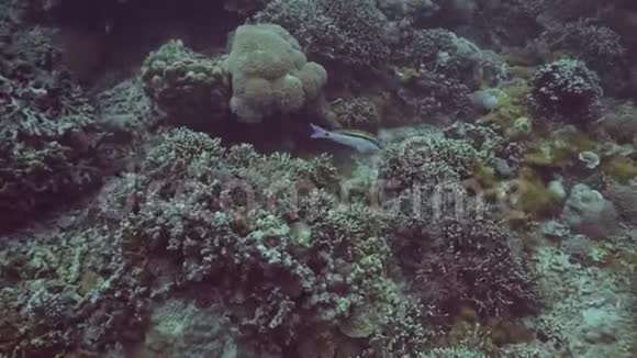 在海底海底的珊瑚礁附近游泳的外来鱼类潜水时水下射击潜水鱼游泳视频的预览图