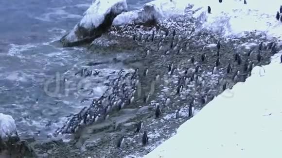 冬季傍晚到达南极岛海岸的一大群企鹅Gentu视频的预览图
