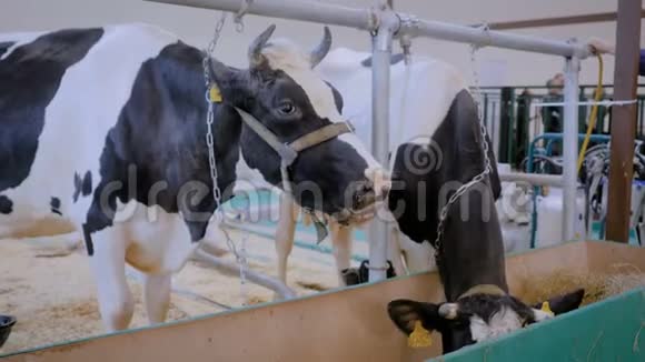 两头奶牛在农业动物展览会上吃干草视频的预览图