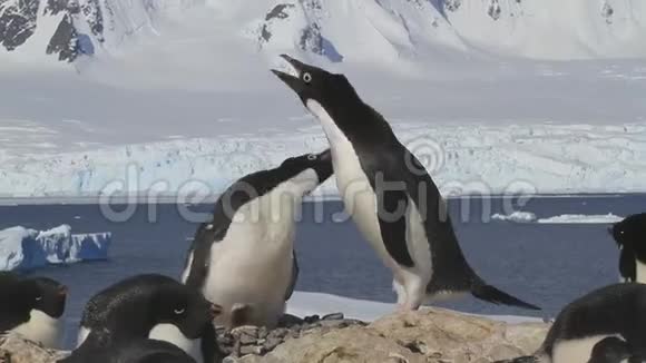雄性和雌性企鹅阿黛丽在冰川背景下的巢穴附近互相问候视频的预览图
