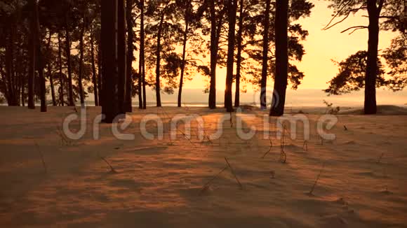 日落时美丽的圣诞冬林冬天森林里的暴风雪公园里的松树覆盖着雪亮的光线视频的预览图