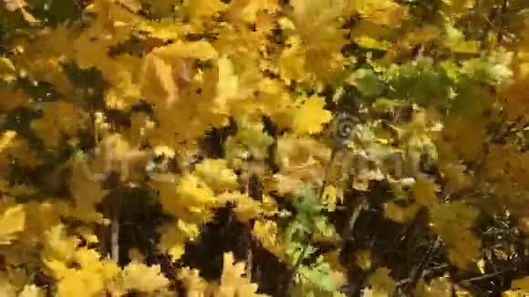 秋天的城市公园有路视频的预览图