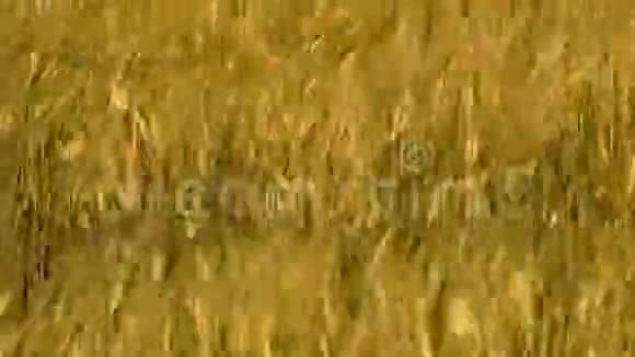 金草在风中快速移动视频的预览图