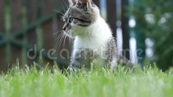 好奇又好玩的小猫在自家花园的草地上玩耍视频的预览图