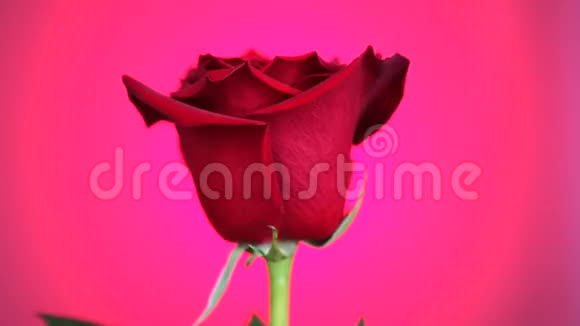 红玫瑰在粉红色背景上旋转爱的象征视频的预览图