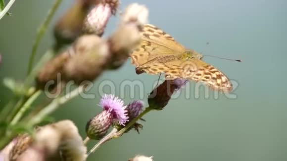 从一朵蓟花收集昆虫的美丽蝴蝶视频的预览图