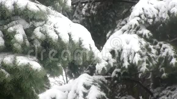 冬天的风景多云白雪覆盖的森林视频的预览图