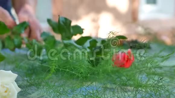 女花匠手在花店桌上用玫瑰做花束视频的预览图