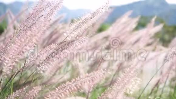 全高清1080x1920p视频剪辑特写自然草花背景视频的预览图