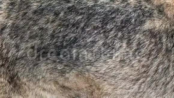 狼真皮毛吹在风中在慢动作中特写动物毛发的宏观镜头视频的预览图