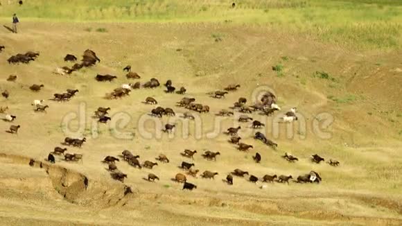 牧羊人通过伊朗库鲁河放牧视频的预览图