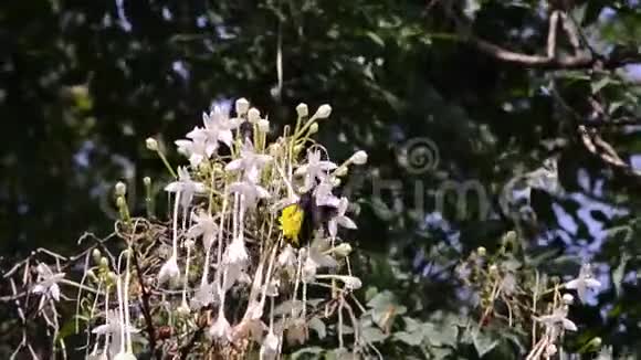 在软木树的花朵上蝴蝶视频的预览图