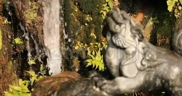 东京金达神社的雕像守护犬视频的预览图
