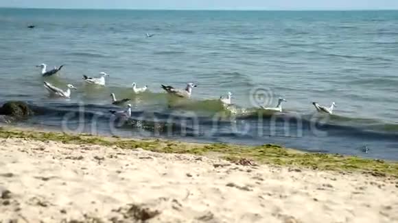 海鸥在波浪上漂浮视频的预览图