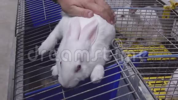 兔子农场里的白兔一个人抚摸兔子视频的预览图