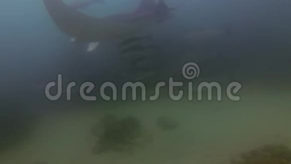 曼塔雷夜游泳大型射线或暗礁蝠鱼圈视频的预览图