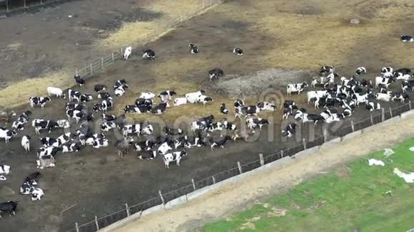 拉乡村农场上许多奶牛的俯视图视频的预览图