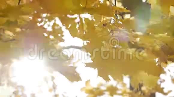 秋叶秋天特写叶子黄叶和阳光视频的预览图